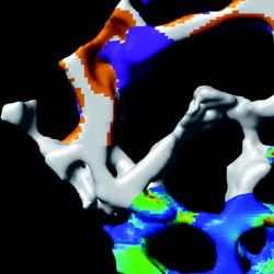 Mouse tail vertebra (by Floor Lambers)