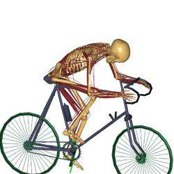 Musculoskeletal modelling (by John Rasmussen)